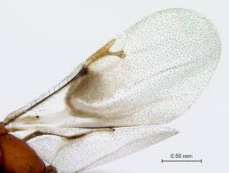 Image result for Trichopteryx elegantula