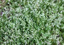 Managing Weeds In Fescue Lawns Home Garden Information Center
