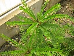 Image result for Phyllanthus odontadenius
