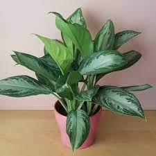 Chinese evergreen plants (aglaonema) are a group of flowering tropical plants with beautifully patterned leaves.aglaonema plants are straightforward to grow at home, where their bright foliage brings color in shaded rooms. Aglaonema Silver Bay Interiorplants Ca