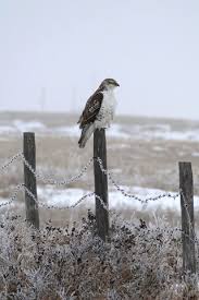 Prairie Provinces: Winter 2016–2017