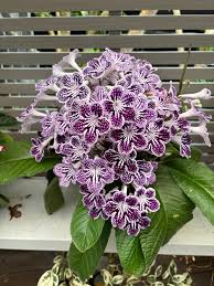 Image result for Streptocarpus sp.nov. aff. S. grandis