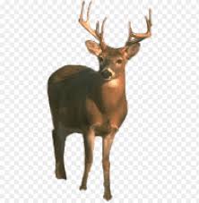 Deer Png Png Image With Transparent Background Toppng If you like, you can download pictures in icon format or directly in png image format. deer png png image with transparent