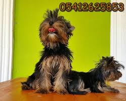 Yavru Yorki Yorkshire Terrier Yorkshire