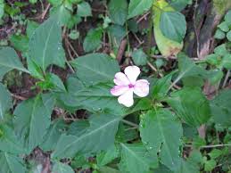 Image result for Impatiens irvingii
