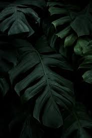 Only the best hd background pictures. 60 000 Best Dark Photos 100 Free Download Pexels Stock Photos