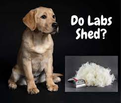 Labrador Shedding Here S How To Reduce Lab Shedding World Of Dogz