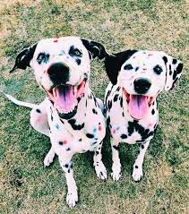 Hunde Liebe Cute Dogs Cute Animals Cute Baby Animals