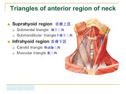 It is the thyrohyoid, apologies for the mistake.***please sup. Regional Anatomy Of Neck Ppt Video Online Download