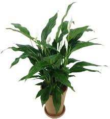 Biljke koje privlače novac • Članci | webgradnja.hr