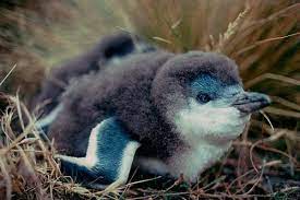 The Smallest Of The Penguins Is The Little Blue Penguin Unlike Other Penguins It Spends Its Days In The Sea And Typical Penguins Baby Penguins Cute Animals