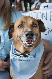 Top quality family raised english bulldog puppies from the best reputable breeders now. Operation Paws For Homes Potcake Kaya Photography Volunteer Rescue Dogs Dog Adoption