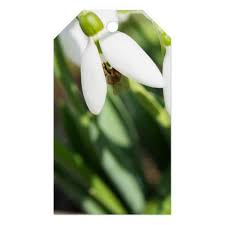 Snowdrops Flowers Gift Tags Zazzle Com Flower Gift Gift Tags Custom Ribbon