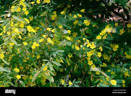 Image result for Reinwardtia