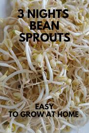 3 Nights Bean Sprouts Easy To Grow At Home Bean Sprouts Sprout Recipes Bean Sprout Recipes