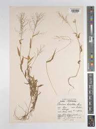 Image result for Pseudechinolaena polystachya