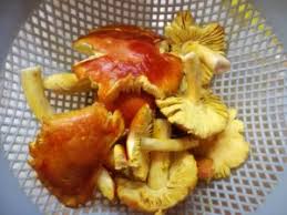 Le varietà di funghi sono tante e si prestano a. Fettuccine Con Funghi Ovuli E Datterini La Giuggiola Gluten Free