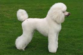 10 Haircuts For Poodles With Styles And Pictures