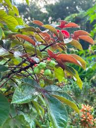 Image result for Jatropha gossypiifolia