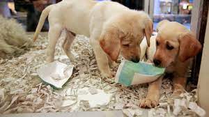 Pet shop near me cats for sale. Uk Bans Pet Shops From Selling Puppies And Kittens Abc News