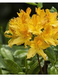 At azalee home health care, llc, we understand how this can be a sensitive topic of discussion. Azalee Anneke Rhododendron Azalee Ziergeholze Gartenversandhaus De