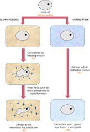 Maybe you would like to learn more about one of these? Cryopreservation Of Animal Oocytes And Embryos Current Progress And Future Prospects Sciencedirect