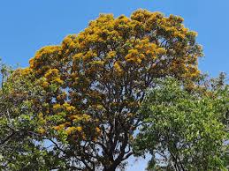 Image result for Acacia rovumae