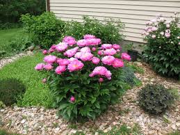 A mom and pop peony nursery and farm growing hundreds of varieties of flowering peonies for gardeners. Landscape Peonies