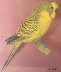 Australian Clearbodies And Greywing Yellows Pet Birds Budgies Australian Parrots