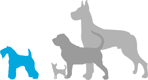 Once a litter reaches 8 weeks, each pup's character starts to become clear, and the breeder can help you find the one best suited for you. Kerry Blue Terrier Puppies For Sale Adoptapet Com