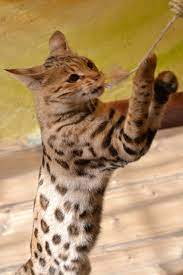 The savannah cat is a hybrid cross between an african serval and a domestic cat. Savannah Cat Simple English Wikipedia The Free Encyclopedia