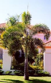 Image result for Wodyetia bifurcata