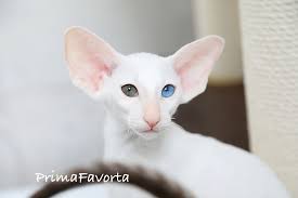 pin pa oriental and siamese cats