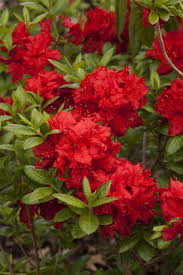 Pin On Flowers