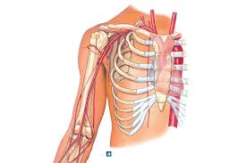 Check out these 9 tips and give the included workout a shot for the ultimate upper chest development! Arteries Of The Chest And Upper Limb Diagram Quizlet