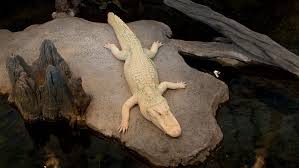 Did You Know Alligators Can Run As Fast As Dogs! : R/Interestingasfuck