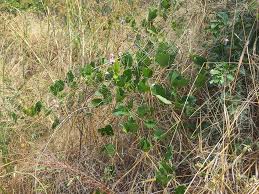 Image result for Canavalia africana