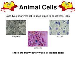 We did not find results for: Plant And Animal Cell Notes Notes