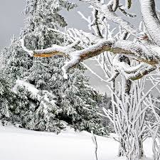 This gives evergreens an advantage over deciduous plants that lose their leaves every fall. How Do Trees Survive In Winter Let S Talk Science