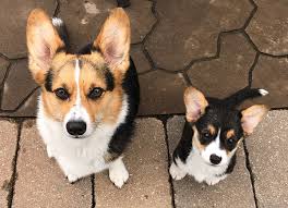 In 2012 we purchased our first akc pembroke welsh corgi and we have been hooked ever since. Corgi Of Fantasy Farms Hastings Minnesota