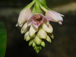 Image result for Eulophia fridericii