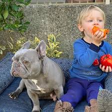 Our organization is comprised solely of volunteers who nurture and foster these dogs as well as provide education and training. Portland Oregon Northwest Frenchies