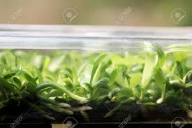 Wash the plants in the fungicide solution rinsing off all remnants of the agar from the roots and carefully. Phalaenopsis Orchids Plant In Flask From Tissue Culture Process Stock Photo Picture And Royalty Free Image Image 84203079