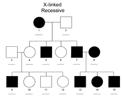 Worksheet pedigree answer key genetics answers codominance blood types pedigrees biology worksheets mr ap dna lab hoyle middle disease huntington. Sex X Linked Recessive Inheritance Michigan Genetics Resource Center