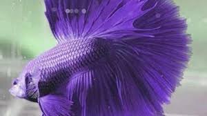 Tips singkat membudidayakan ikan sepat. Cara Budidaya Ikan Cupang Di Kolam Beton Untuk Pemula Ilmubudidaya Com