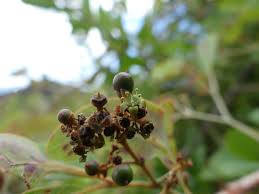 Image result for Rhoicissus revoilii