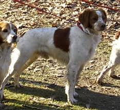 Image result for bretanský dlouhosrstý ohař