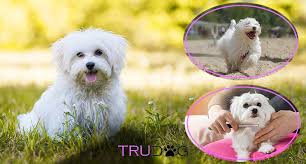 Ultimate Guide To Caring For My Maltese Trudog