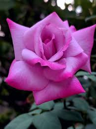 I've used the retail stand and online delivery service for quite some time now and have genuinely never been disappointed. Pin By Libia Maria On 1 A File General Beautiful Rose Flowers Wonderful Flowers Beautiful Roses