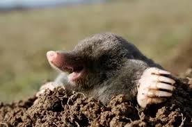 The best methods for getting rid of moles quickly are trapping and baiting. How To Get Rid Of Moles In My House And How Can I Prevent Them From Coming Back Quora